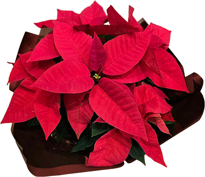 フラワーギフト