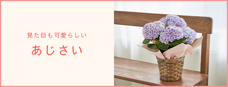 母の日 22 あじさい ギフト通販なら東急百貨店ネットショッピング