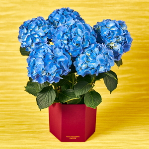 母の日 22 あじさい ギフト通販なら東急百貨店ネットショッピング