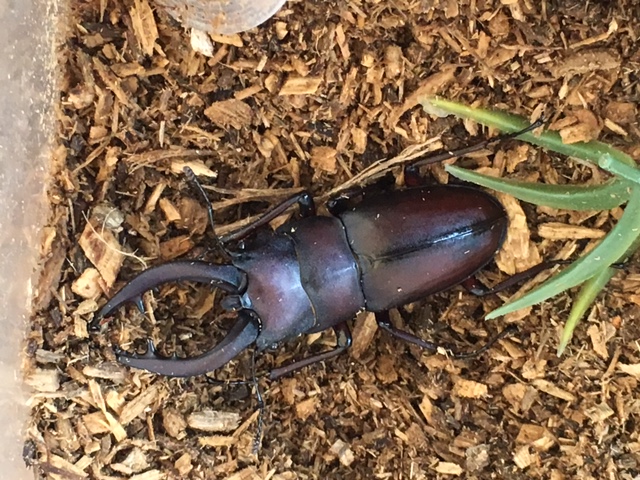 夏 虫取り ママライフを たのしく かしこく Mamaco With