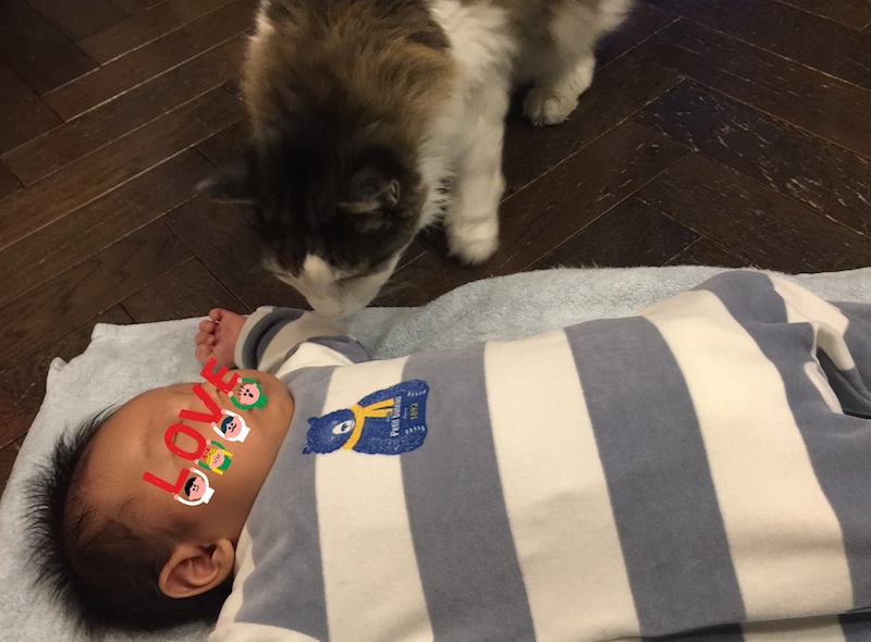 癒される光景 猫と我が子のツーショット ママライフを たのしく かしこく Mamaco With