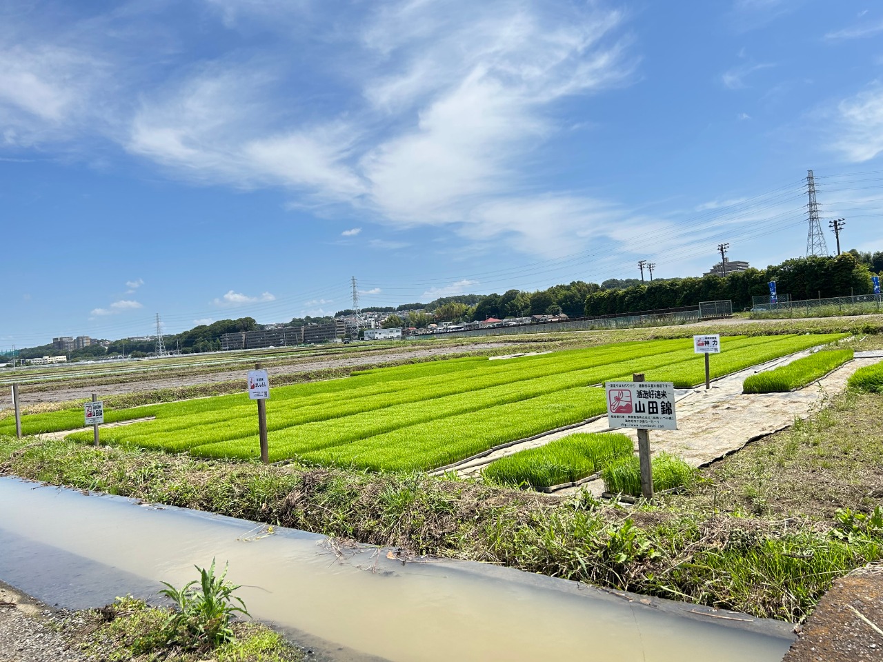泉橋酒造　田植えに挑戦
