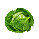 vegetable野菜キャベツ