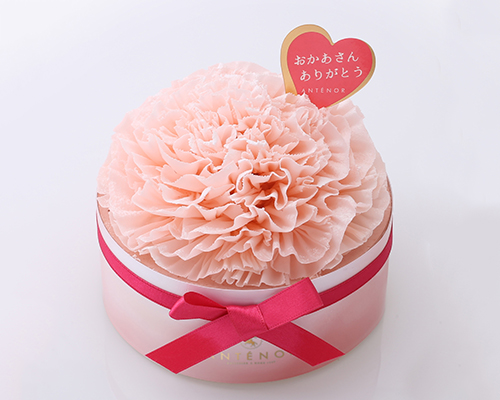 〈アンテノール〉 カーネーション